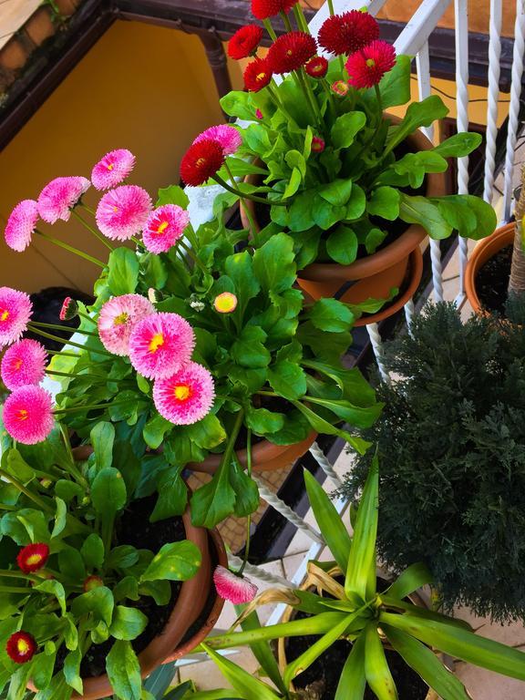 וייליצקה Hostel Florencja מראה חיצוני תמונה